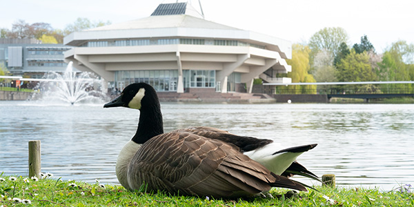 A goose is sat on the grass and Central Hall can be seen in the background